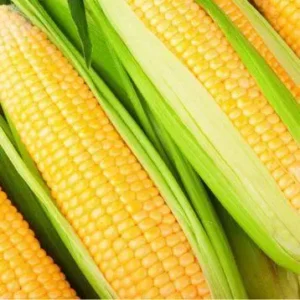 Вирощування цукрової кукурудзи. Вигідно та смачно