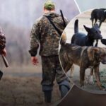 У Львівській області вирішили зробити відстріл мисливських і бродячих тварин: у мережі обурилися