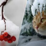 Хмарність, місцями невеличкий сніг: прогноз погоди в Україні на 15…