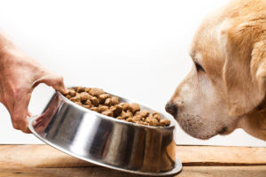 Сухой корм для собак Brit: преимущества использования