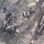 Десантники знищили колону росіян біля Новомихайлівки під Донецьком: момент потрапив на відео