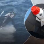 Україна застосувала морські дрони із зенітними ракетами для знищення катера…