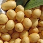 Як правильно обрати та виростити посадкову картоплю
