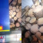 У Рокитному викрили перевезення соснового кругляка без документів