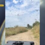 На Рівненщині оцінили ризик загрози сарани (ВІДЕО)