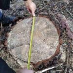 Сосни на 120 тисяч: на Рівненщині лісівника підозрюють у самовільній…