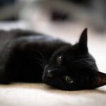 На Радивилівщині чоловік підстрелив кота: поліція розслідує жорстоке поводження з…