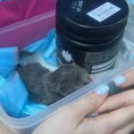У Києві під уламками будівлі виявили кошеня, яке залишилося без…