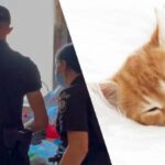 Поліцейські столиці врятували дев’ятьох котів: тварини були замкнені у квартирі…