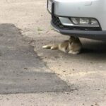 Небезпечна інфекція від тварин: у Рівненській області зафіксовано нові випадки…