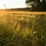 17 серпня на календарі: свята та традиції, дні ангела
