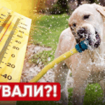 Спека знову завітає: в яких регіонах України під час вихідних…