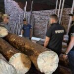 На Рівненщині майстер лісу з спільниками незаконно вирубали дерев на…