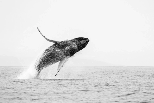 Image name: Jump! Attribution: Alwin Hardenbol