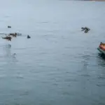 Немає документів – немає пірсу: Пугачову зобов'яжуть знести будівництво на…