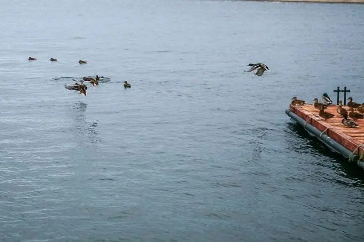 Немає документів – немає пірсу: Пугачову зобов'яжуть знести будівництво на березі Істри Пирс