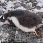 Українські полярники показали, як змінюють «вбрання» пінгвіни