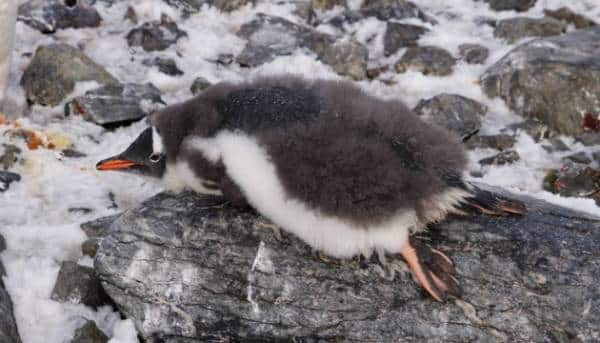 Українські полярники показали, як змінюють «вбрання» пінгвіни