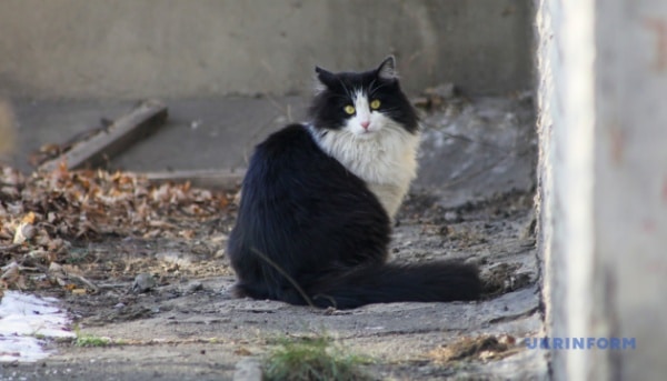 У школах запровадять уроки про гуманне ставлення до тварин