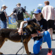 У Києві вперше провели військовий K9-забіг із службовими собаками - встановлений рекорд України 28