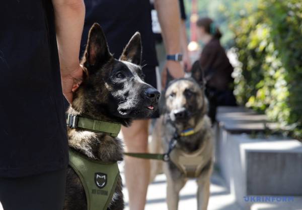 У Києві вперше провели військовий K9-забіг із службовими собаками - встановлений рекорд України 17