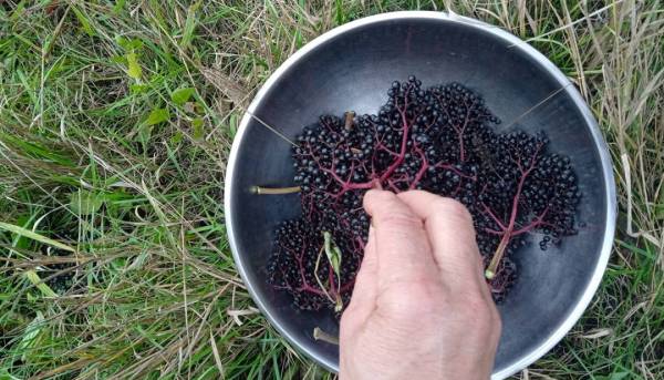 На городі чорна бузина, на столі чорносмородиновий лікер 16 На городі чорна бузина, на столі чорносмородиновий лікер 16