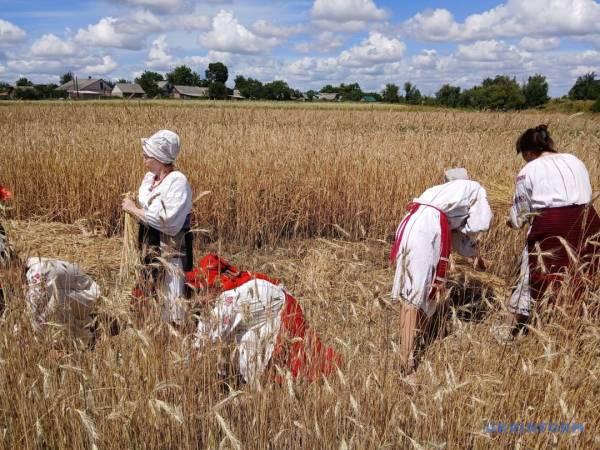 «Зажинки»: перші зібрані з поля колоски відклали для різдвяного дідуха 21