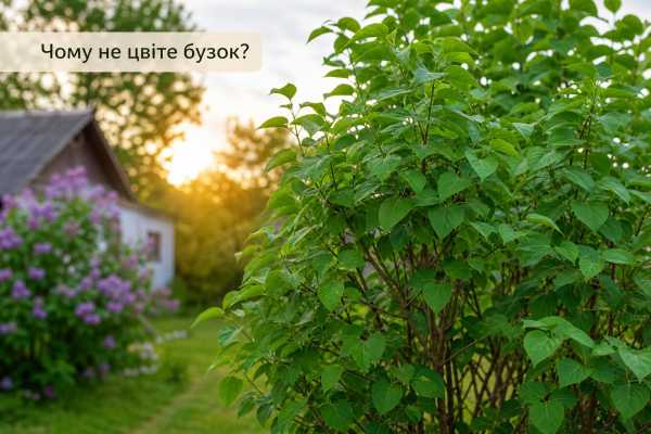 Чому бузок не дає квітів: причини, дії та практичні рекомендації 8 Чому бузок не дає квітів: причини, дії та практичні рекомендації 8
