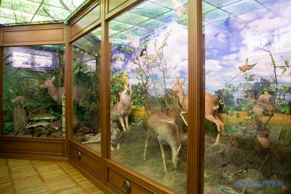 Історії та факти з музею краєзнавства в Кропивницькому: модернізований варіант 36 Історії та факти з музею краєзнавства в Кропивницькому: модернізований варіант 36
