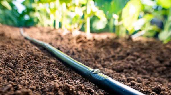 Яка крапельна стрічка найкраще підходить для помідорів: рекомендації та поради 4 Яка крапельна стрічка найкраще підходить для помідорів: рекомендації та поради 4