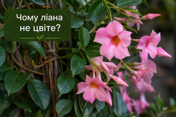 Чому ліана не цвіте: можливі причини та способи стимуляції цвітіння 8