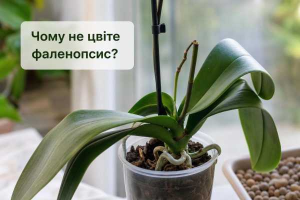 Чому фаленопсис не цвіте — як стимулювати цвітіння: причини та рекомендації 7 Чому фаленопсис не цвіте — як стимулювати цвітіння: причини та рекомендації 7